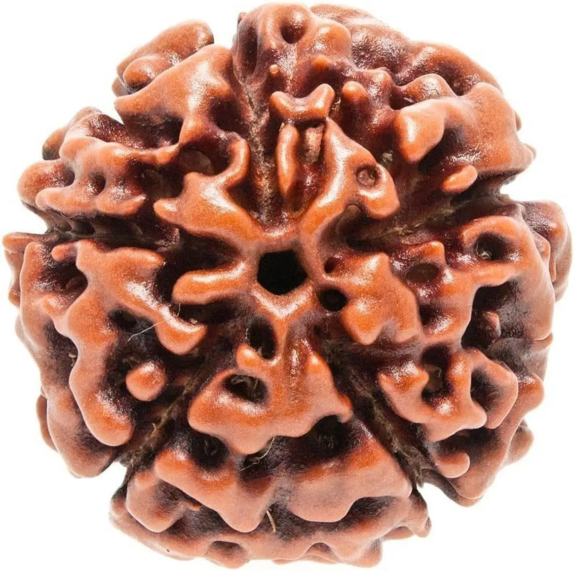 Rudraksha